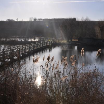 Marais des Cavins