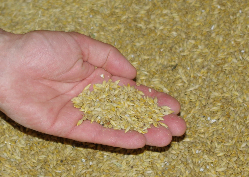 Orge Broyee Pour Faire De La Biere