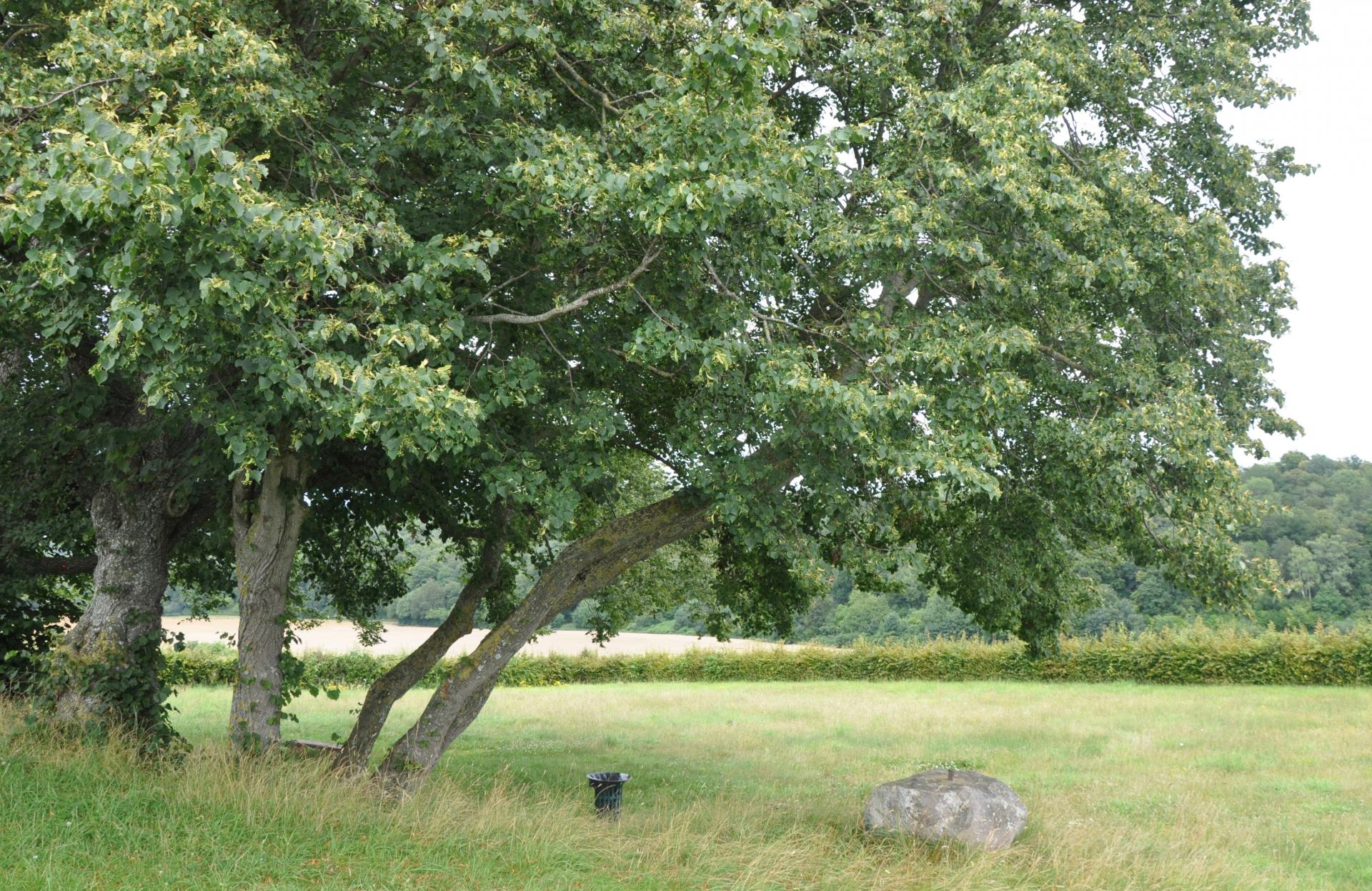 arbre de la croix