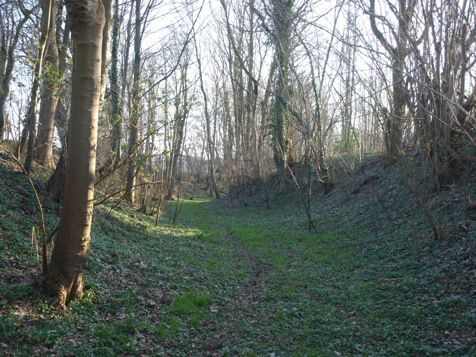 Bois de sabbat