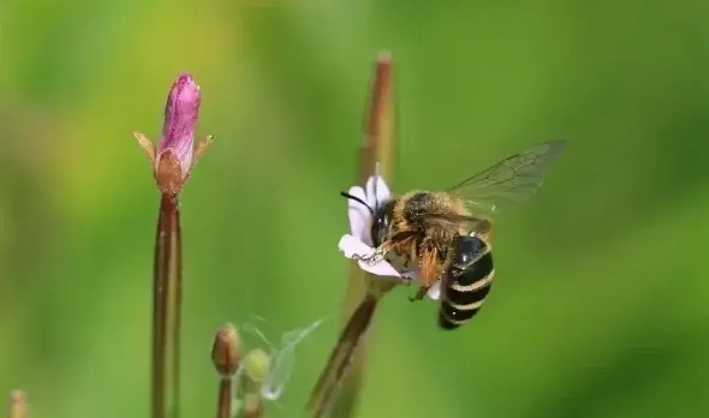 13 mai - Abeilles et Compagnies...