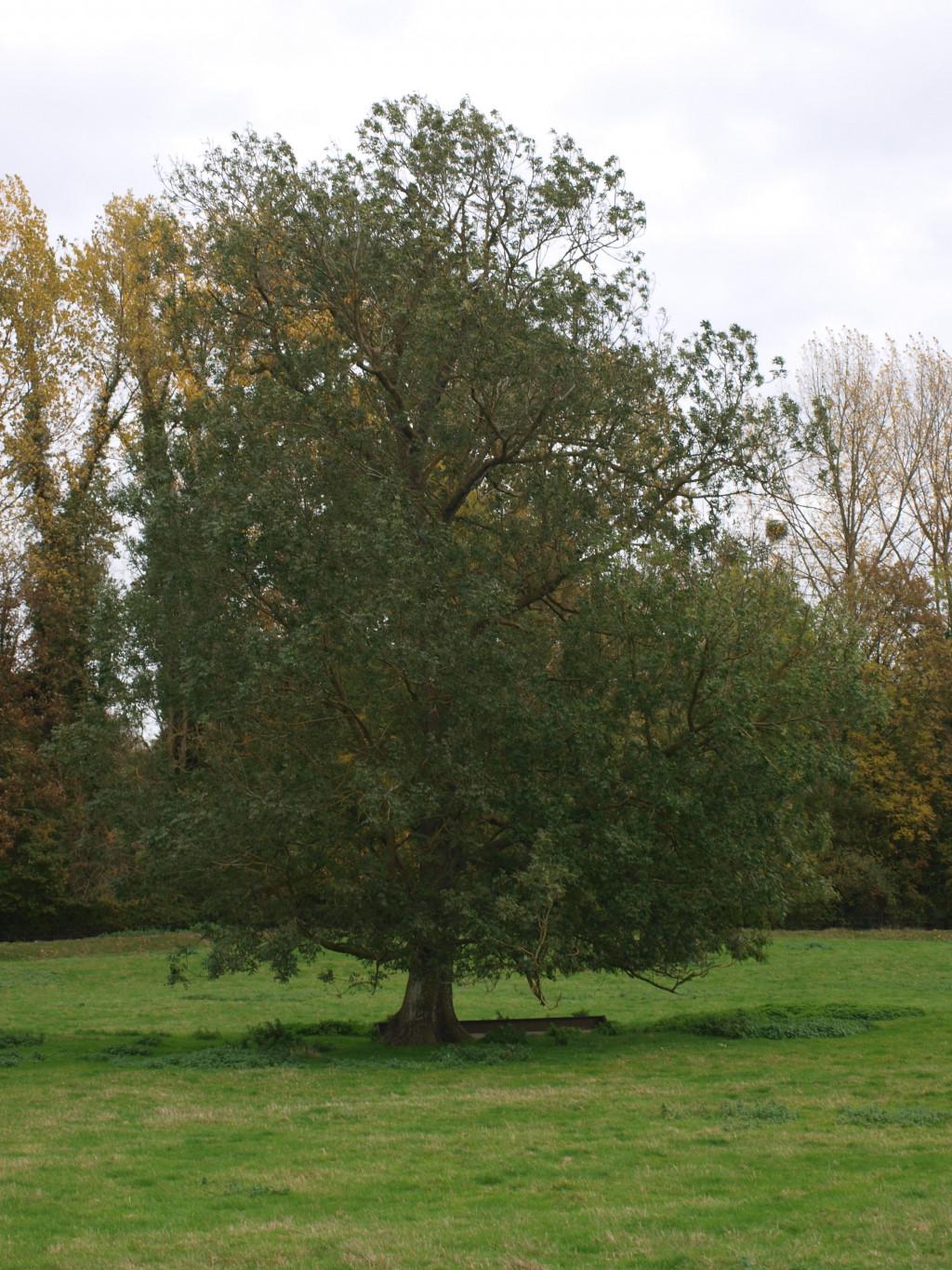 Arbre champetre