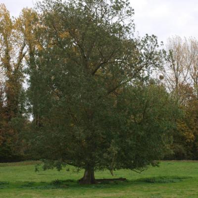 Arbre champêtre