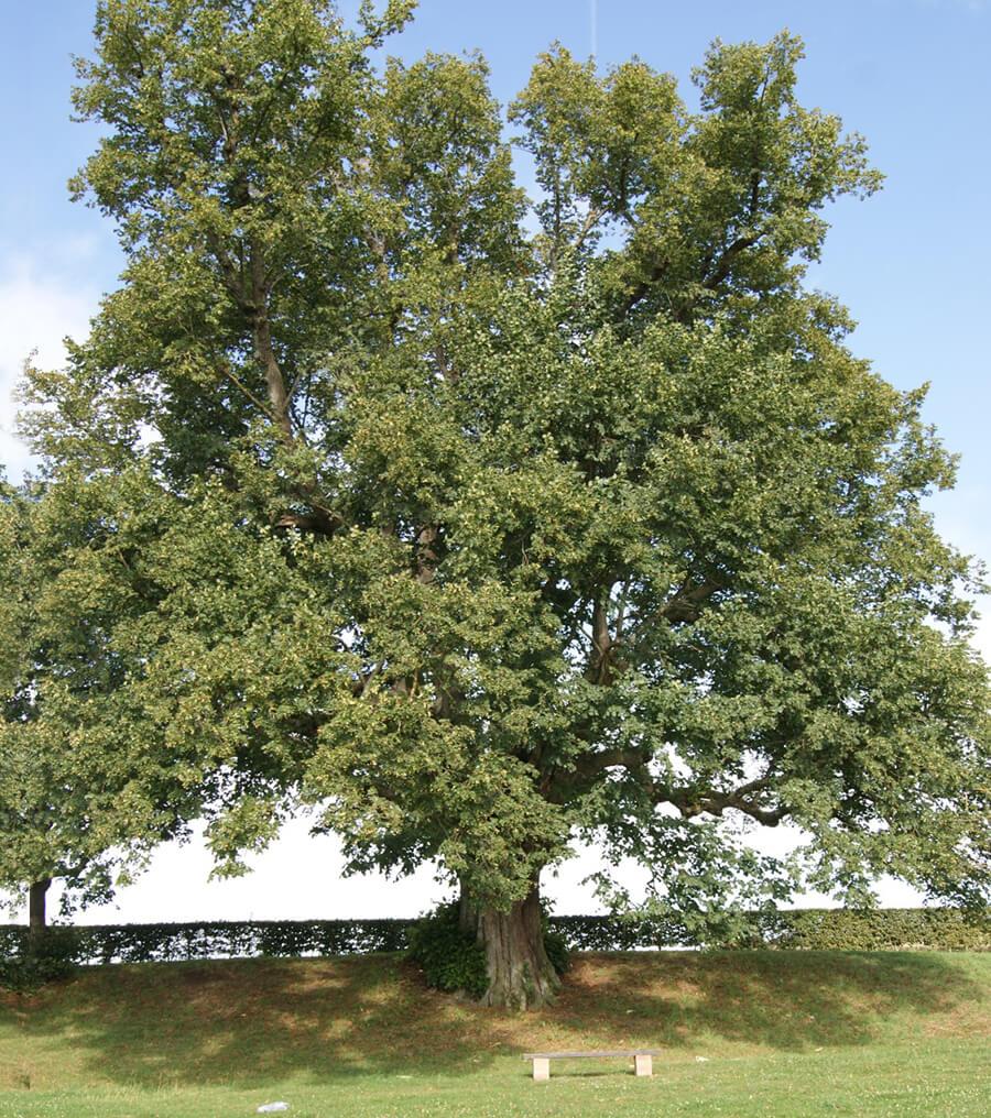 Arbre croix