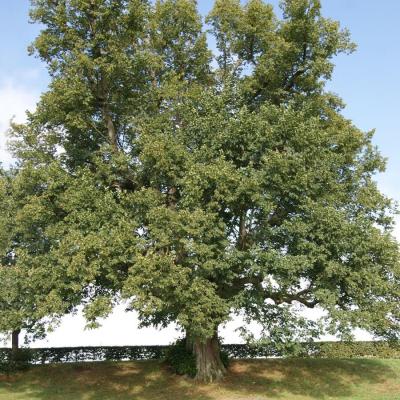 Arbre de la Croix - Saint-Léger-lès-Domart