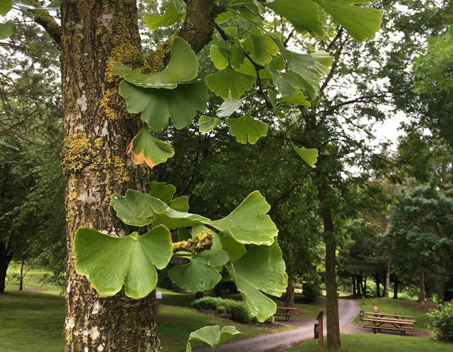 Arbre samara