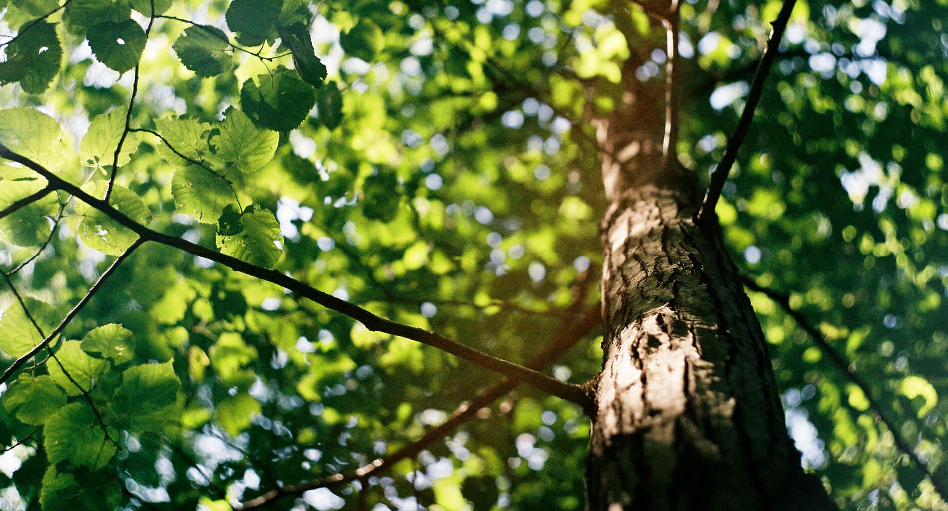 Arbres