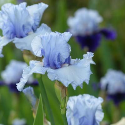 17 mai - Journée aux iris