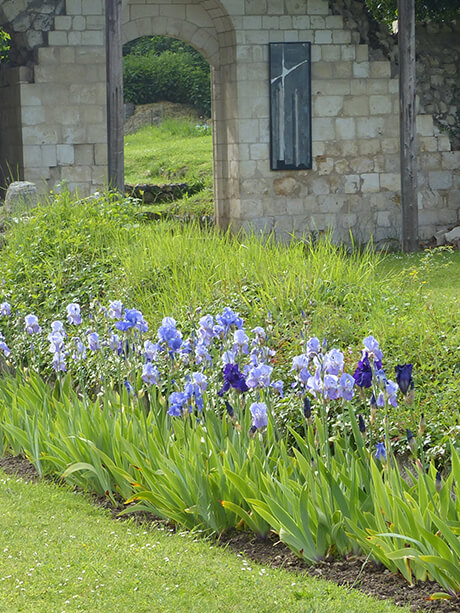 Les iris de Moreaucourt