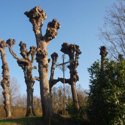 Tilleuls des calvaires